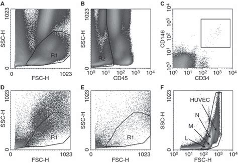 Quantitative Detection Of Circulating Endothelial Cells In Vasculitis