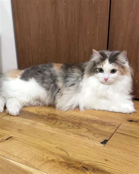 Norwegian Forest Cat The Natural Cat Breed From Norway