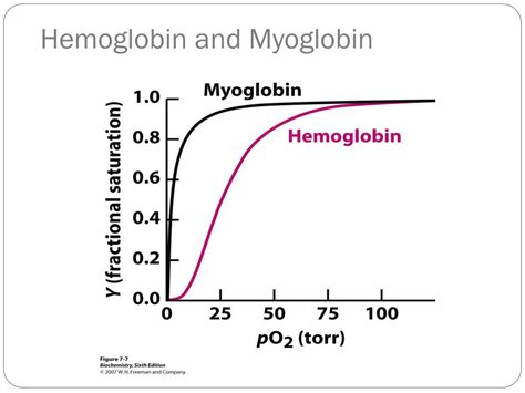 Ppt Myoglobin And Hemoglobin Powerpoint Presentation Free Download