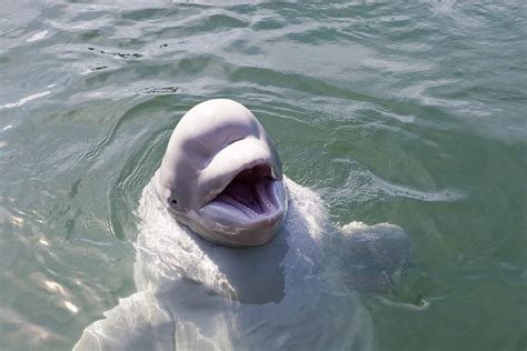 Beluga Whale - Oceana Canada