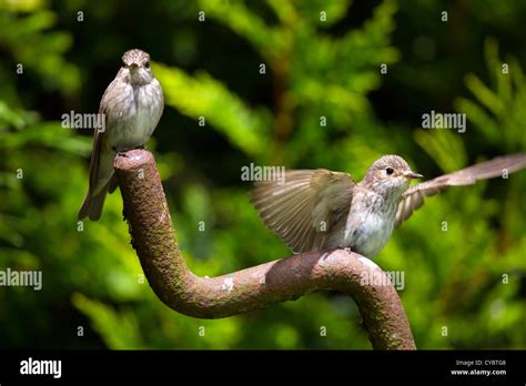 Flycatchers Of Uk Hi Res Stock Photography And Images Alamy