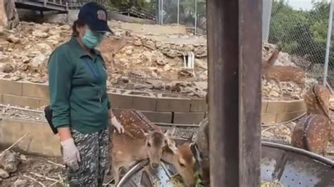 暖心「動物媽咪」 壽山動物園母親節感謝女保育員｜四季線上4gtv