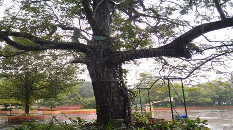 Gnetum Ula Rheede St Aloysius College Green Campus