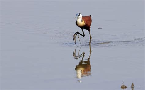 Fondo De Pantalla De La Jacana Africana Actophilornis Africanus