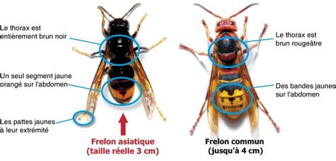 frelon asiatique vs frelon européen Ma passion du verger