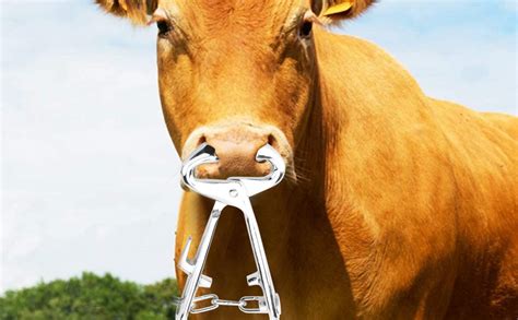 Cattle Nose Ring Livestock Stainless Steel Livestock Cow Nose Cattle