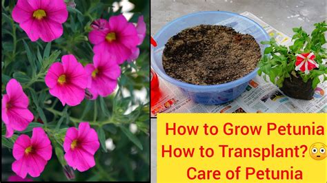 Petunia Winter Flowerhow To Grow Petunia And Care Transplant Petunia In