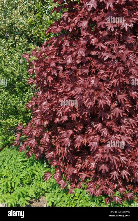 Acer Platanoides Crimson Sentry Fotos Und Bildmaterial In Hoher