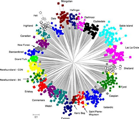 The Unrooted Individual Phylogenetic Tree Created Using A Proportion Of