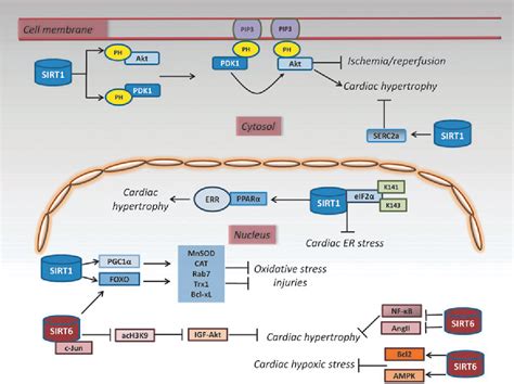 Sirt1 And Sirt6 Signaling Pathways In Cardiovascular Disease Protection Semantic Scholar