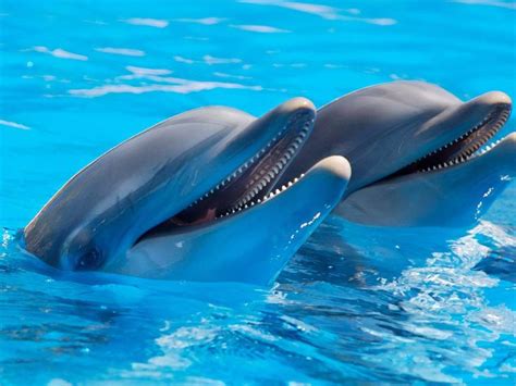 Nado Con Delfines En Isla Mujeres