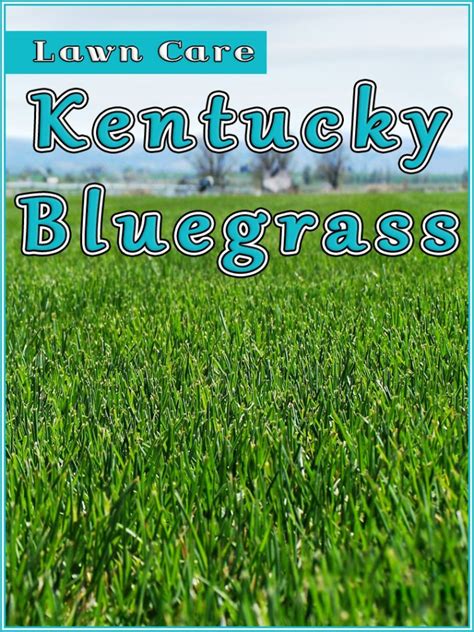 Kentucky Bluegrass Lawn Care