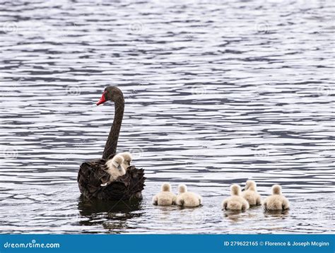 Adorable Pair Of Baby Swans Ride Adult Back In Australia Stock Image