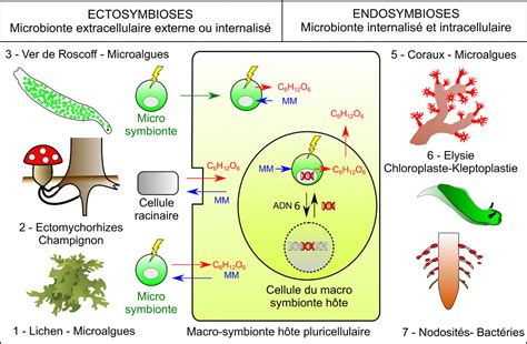 Les Symbioses Dans Le Programme De Terminale Sp Svt Blog