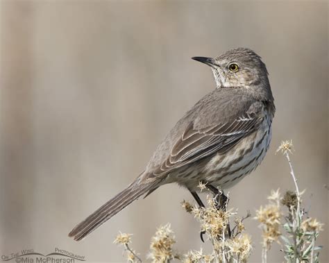 Sage Thrasher Close Up Mia Mcphersons On The Wing Photography