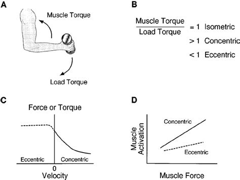 Eccentric Contraction