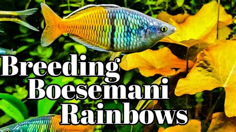 How To Breed Boesemani Rainbow Fish Youtube