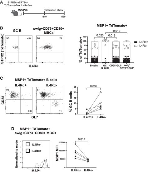 Interleukin Downregulates Transcription Factor Bcl To Promote Memory