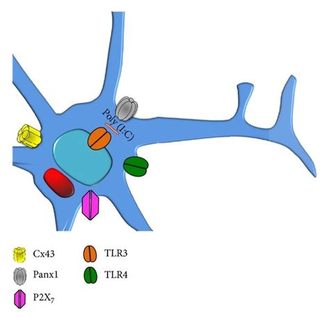 Expression Of Toll Like Receptors In Microglia And Their Relationship