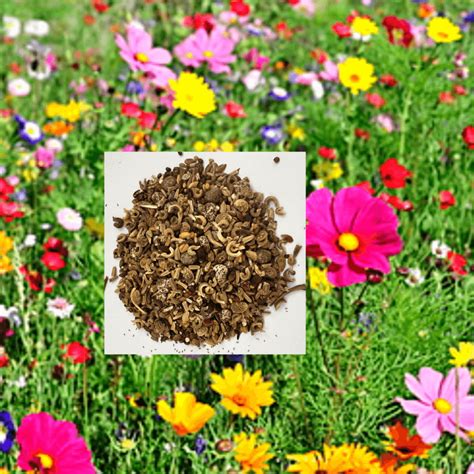 10kg Wildflower Seeds: Wholesale 10kg Wildflower Seeds