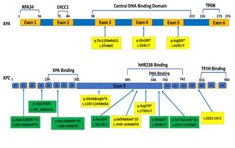 Mutations Of Xpa And Xpc Genes Identified In Our Cohort The Figure