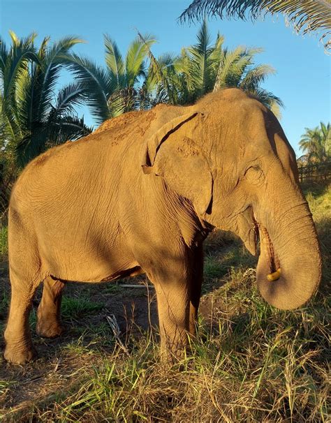 Elephant Reproductive Organs Pictures