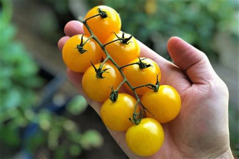 Tomato Geek Growing And Cooking Tomatoes