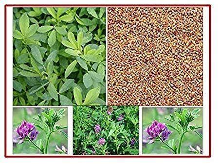 OMG ORGANIC SEEDS Alfalfa Seeds Lucerne Seeds Medicago Sativa Seeds