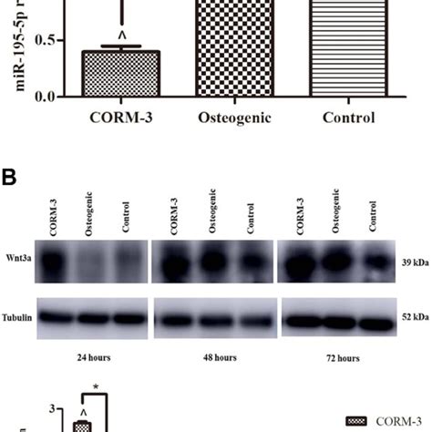 Expressions Of MiR 195 5p And Wnt3a During Osteogenic Differentiation