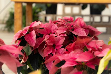 How To Care For Poinsettias Frisella Nursery