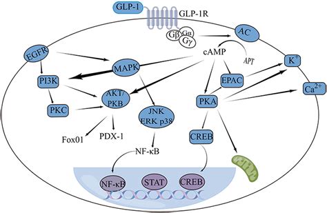 Role Of Glucagon Like Peptide 1 Receptor Agonists In COPD COPD