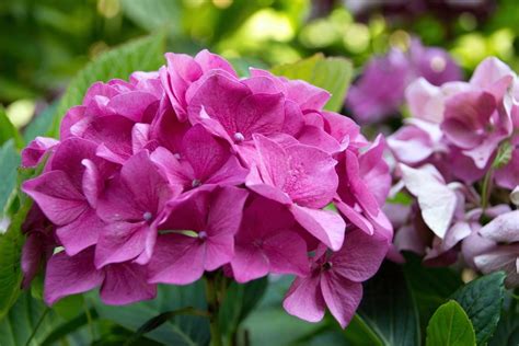 Hoertensien Bauernhortensien Hydrangea Macrophylla Ilona Krause