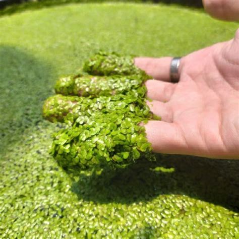 Jual Lenma Minor Mata Lele Duckweed Tanaman Air Tanaman Apung