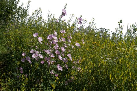 Grass Flowers Wildflowers Free Photo On Pixabay Pixabay