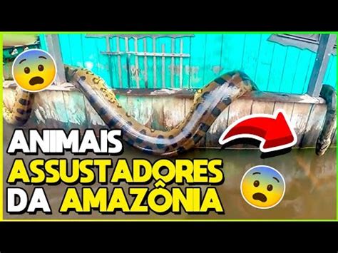 OS ANIMAIS MAIS PERIGOSOS DA AMAZÔNIA YouTube