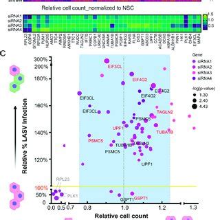 Proximity Proteomics Of LASV Polymerase In Living Cells A Sample