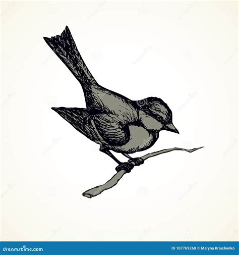 Vector Drawing Tits Sparrows And Bullfinches On Branches Stock Vector
