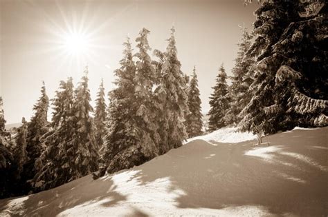 Abetos Cobertos De Neve No Fundo Dos Picos Das Montanhas Vista