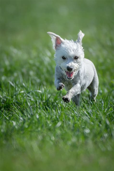 White Dog Running Stock Image Image Of Park Trot Grass 68691965