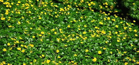 Invasive Plant To Watch Lesser Celandine Ranunculus Ficaria Urban Ecology Center