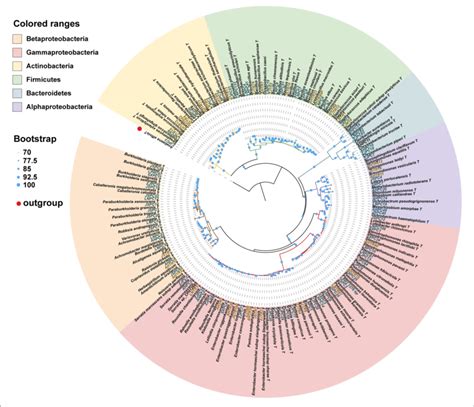 Phylogenetic Tree Showing The Placement Of 118 Bacterial Isolates