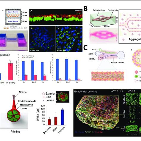 D Bioprinting Of Vascularized Tumor Models A Sacrificial