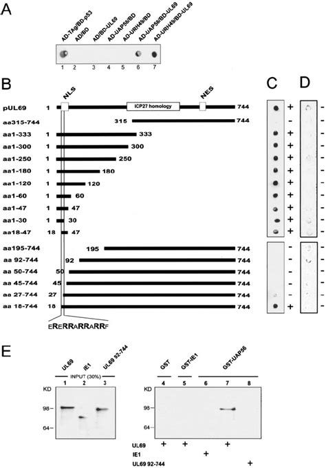 Interaction Between Pul And Cellular Dexd H Box Proteins Uap And