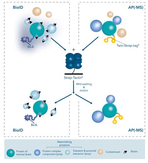 Strep Tactin For Reversible Binding Of Biotinylated Or Strep Tagged