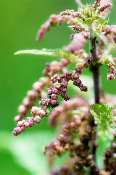 Free Images Nature Flower Food Green Produce Coriander