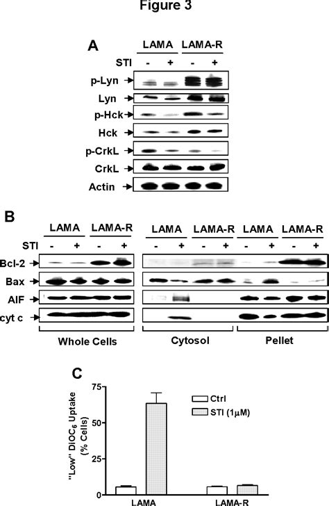 Figure From A Bcr Abl Independent Lyn Dependent Form Of Imatinib