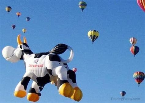 Flying Cow Balloon Cow Fly Funny Hot Air Balloon Picture