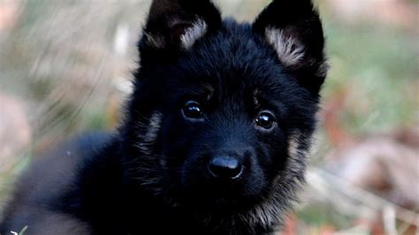 K9 German Shepherd Puppies For Sale - German Choices