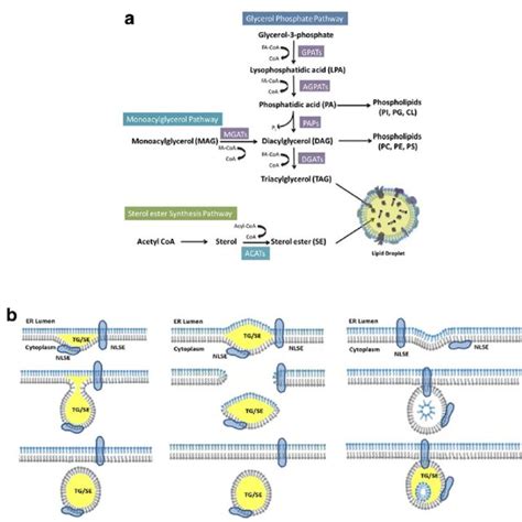 Neutral Lipid Synthesis Lipid Droplet Ld Formation And Growth A