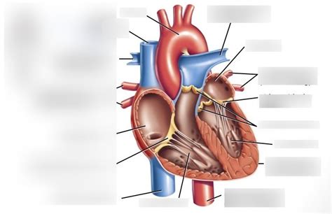 BIO 1114 Human Heart Left Side Diagram Quizlet